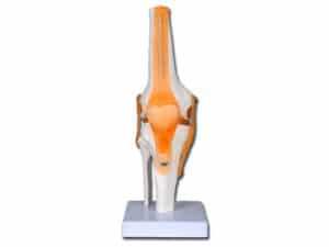 GI40144 Anatomisk Modell Knäled