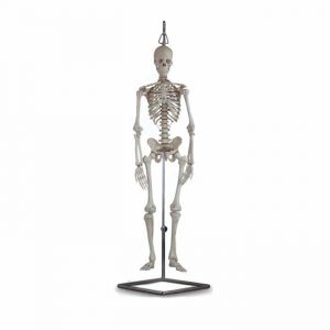 Skelett Anatomisk Halvmodell
