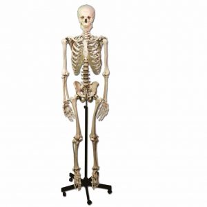 Skelett - Anatomisk modell